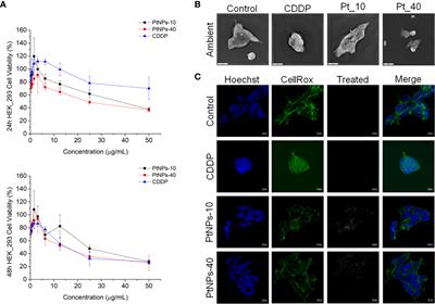 Platinum-based drug-induced depletion of amino acids in the kidneys and liver